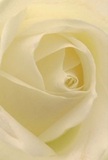 One is drawn deeply into the heart of this cream-toned rose, the composition inviting you to almost lose yourself among the unfolding petals. The unfurling spiral is soft and hypnotic, each layer delicately arranged in tones of pale ivory and luminous cream, reminiscent of morning light filtering through the trees of Leatherhead's peaceful woodlands. The petals exude a silken texture, their edges catching gentle highlights while barely-there shadows accentuate the bouquet's quiet sophistication. The atmosphere is one of serenity-ideal for moments when only the purest, most heartfelt sentiment will do, whether in sympathy, admiration, or as a tribute to new beginnings. Imagining the subtle, sweet fragrance, you can almost feel the artistry of local hands guiding each petal into place, ensuring the arrangement feels both intimate and dignified. This rose, captured by the expert florists of Flowers Leatherhead, resonates with both tenderness and understated beauty, its every detail reflective of the care and meaning behind the finest local bouquets. Whether marking a special occasion or bringing comfort, this floral image shares a story of elegance, resilience, and hope cherished throughout Leatherhead.